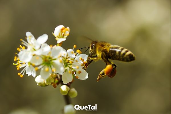 Lanzan primera vacuna para abejas (y salvarlas de la extinción)